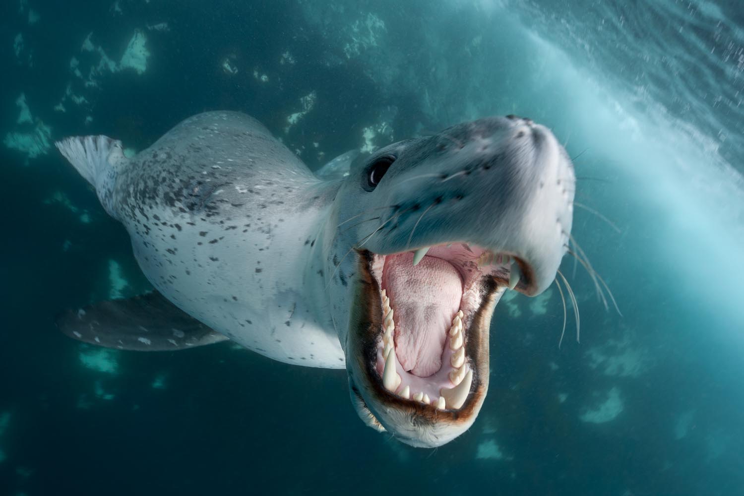 Морские звери. Касатка кит убийца. Хищного морского млекопитающего. Выдра и ондатра. Hydrurga leptonyx.